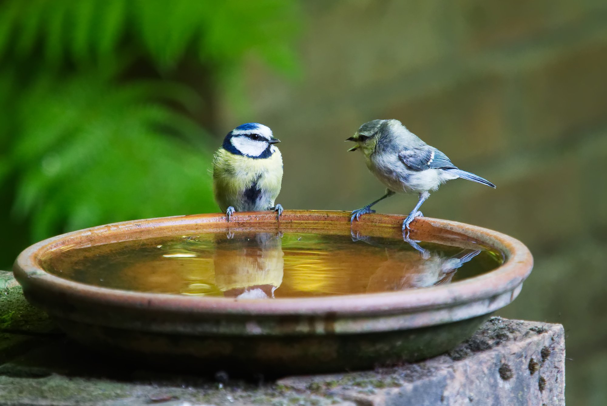 Birds on a Feeder